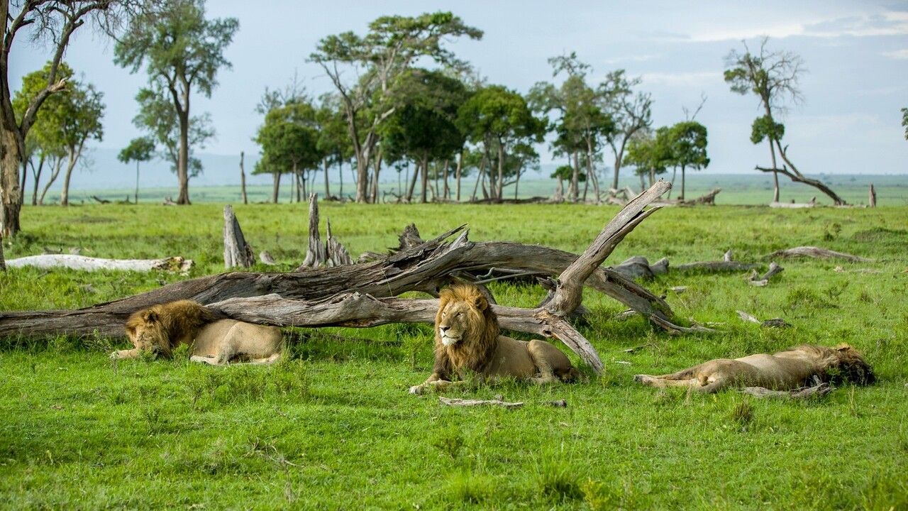 Circuit Privatif Safari Féeries d'Afrique 4* pas cher photo 16