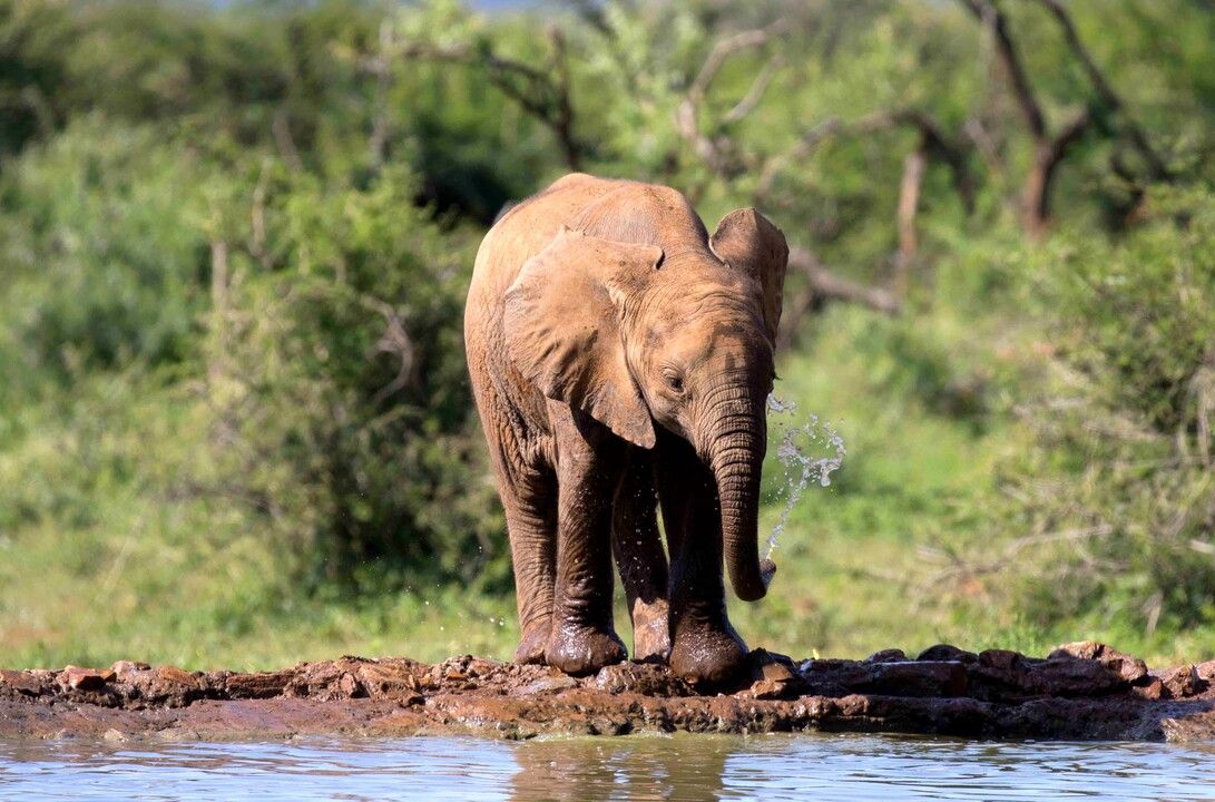 Circuit Privatif Safari Féeries d'Afrique 4* pas cher photo 19