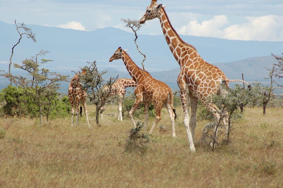 Mon Safari Privé Féeries d'Afrique pas cher photo 10