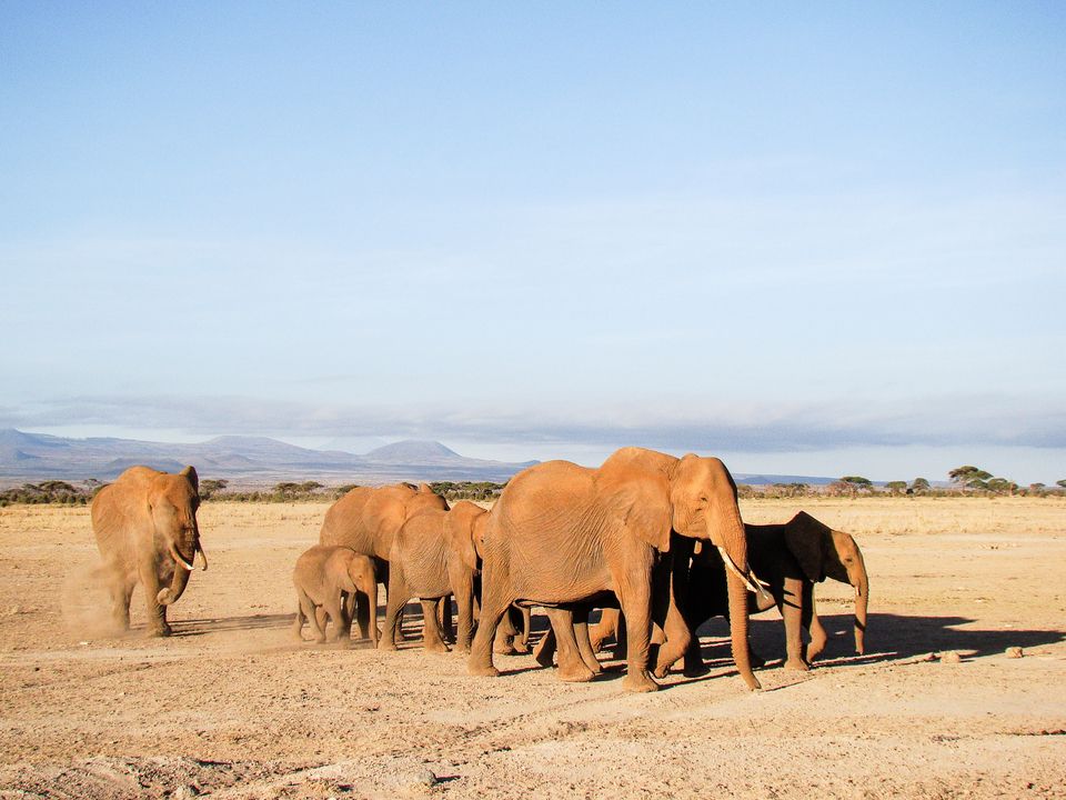 Circuit Privatif Safari Magie d'Afrique 4* pas cher photo 3