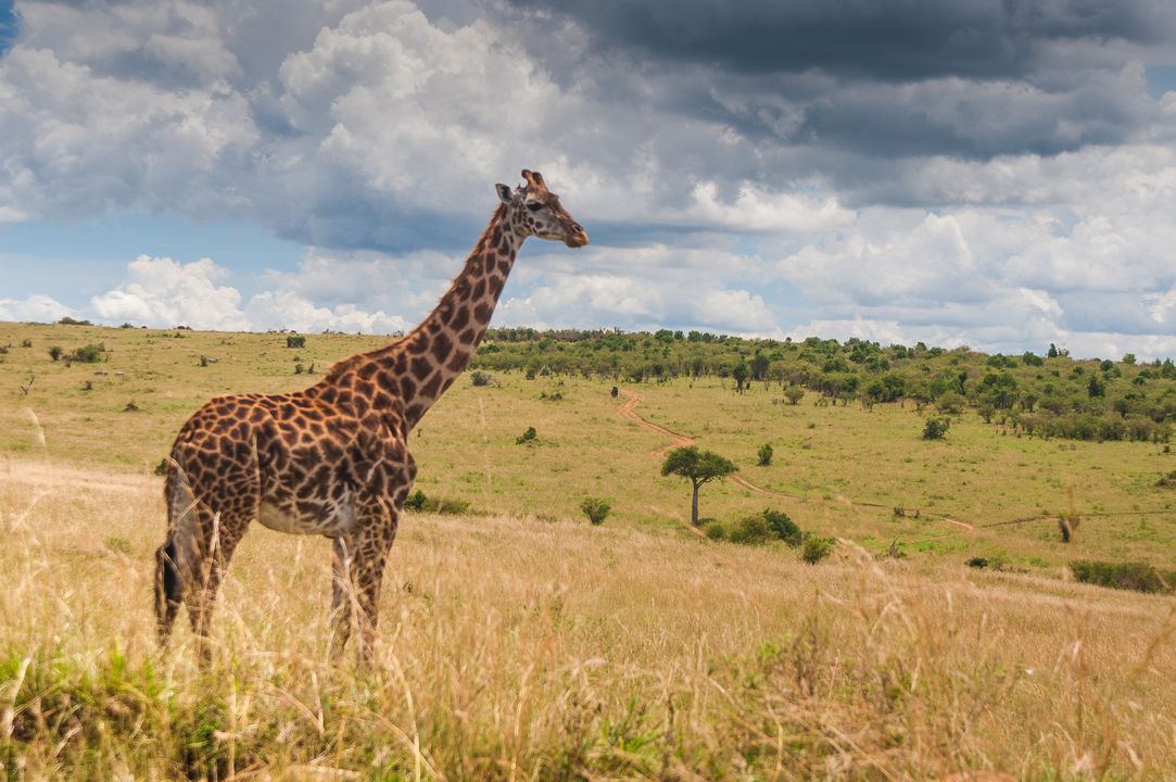 Circuit Privatif Safari Magie d'Afrique 4* pas cher photo 4