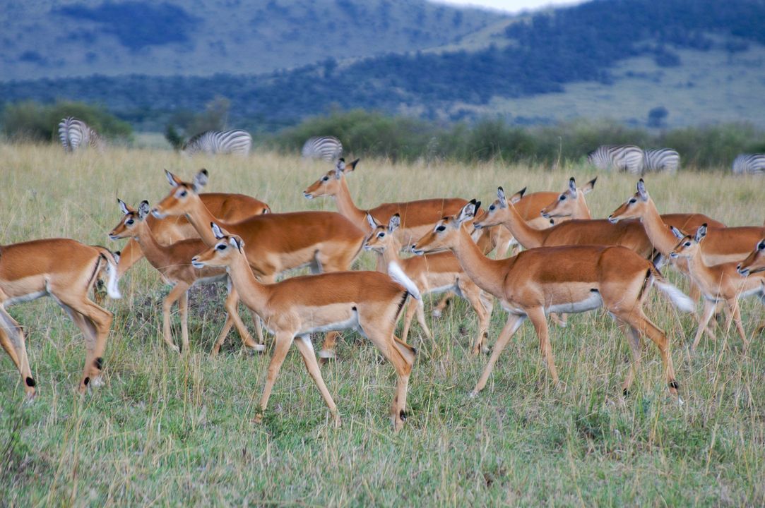 Circuit Privatif Safari Magie d'Afrique 4* pas cher photo 7