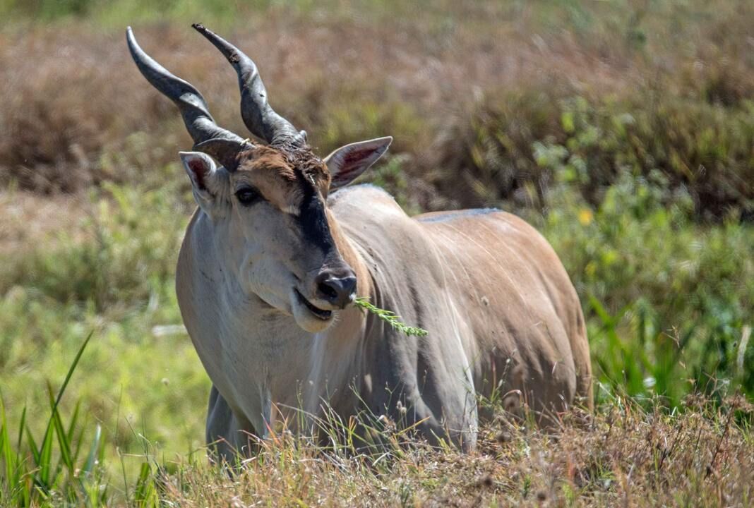 Mon Safari Privé Magie d'Afrique pas cher photo 5