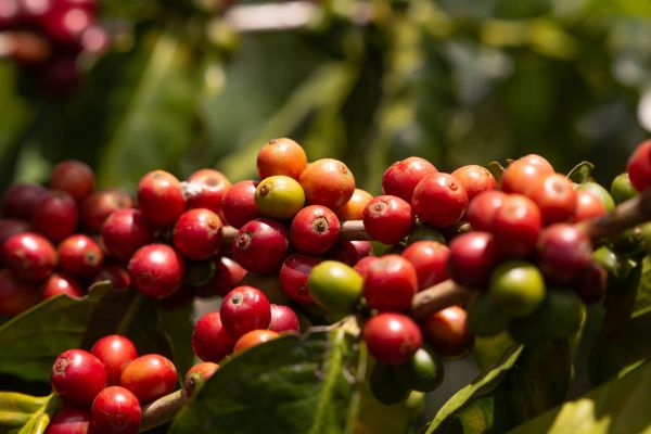 Circuit Aux Origines de la Colombie, Ethique et Responsable en Privatif pas cher photo 22