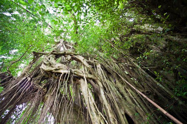 Circuit Traditions et culture balinaise en privatif et extension au Mövenpick Resort & Spa Jimbaran  pas cher photo 13