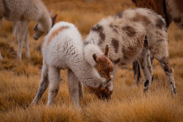 Circuit Exploration Péruvienne : de Lima à la Montagne Arc-en-Ciel pas cher photo 20