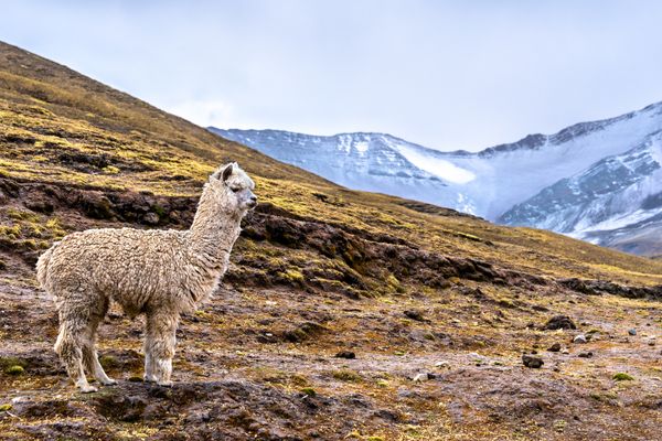 Circuit Exploration Péruvienne : de Lima à la Montagne Arc-en-Ciel pas cher photo 53