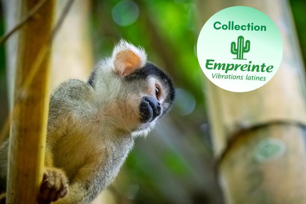 Circuit Circuit Exploration Péruvienne : de Lima à la Jungle Amazonienne pas cher photo 2