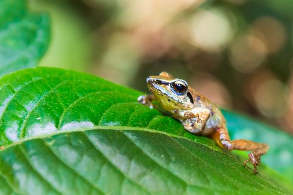 Circuit Circuit Exploration Péruvienne : de Lima à la Jungle Amazonienne pas cher photo 61