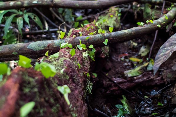 Circuit Circuit Exploration Péruvienne : de Lima à la Jungle Amazonienne pas cher photo 64