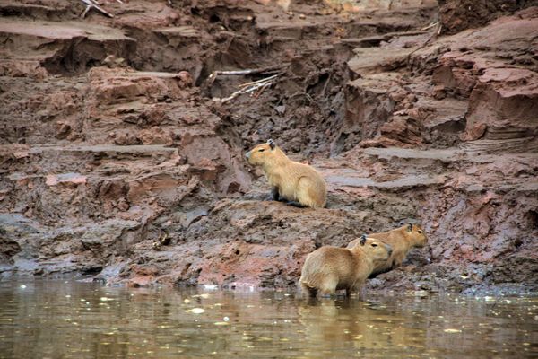 Circuit Circuit Exploration Péruvienne : de Lima à la Jungle Amazonienne pas cher photo 67