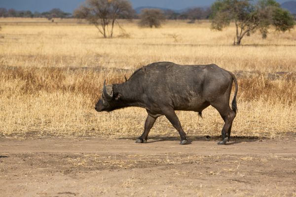 Circuit De la Savane Africaine à l'île aux Epices plages de Kiwengwa en Privatif pas cher photo 5