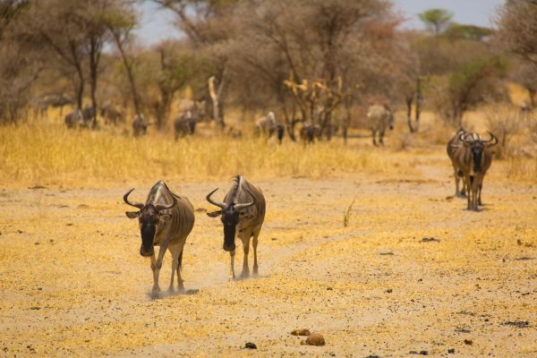 Circuit De la Savane Africaine à l'île aux Epices plages de Kiwengwa en Privatif pas cher photo 23