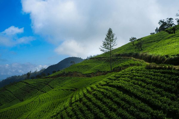 Circuit Sri Lanka Nature et Traditions en Privatif 3* pas cher photo 4