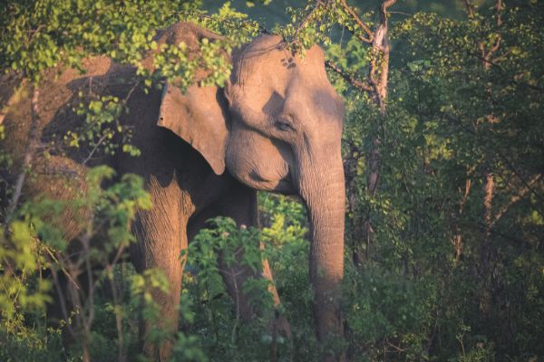 Circuit Sri Lanka Nature et Traditions en Privatif 3* pas cher photo 6