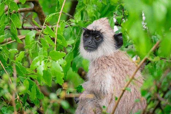 Circuit Aventure Sri Lankaise et Plage à Weligama en Privatif 3*-4* pas cher photo 10