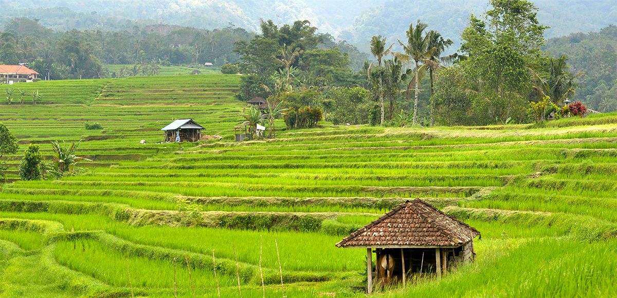 Circuit Irrésistible Bali 3*-4* pas cher photo 6