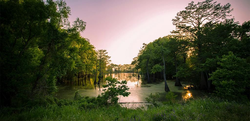 Circuit Coeur de la Louisiane 2*-3* pas cher photo 10