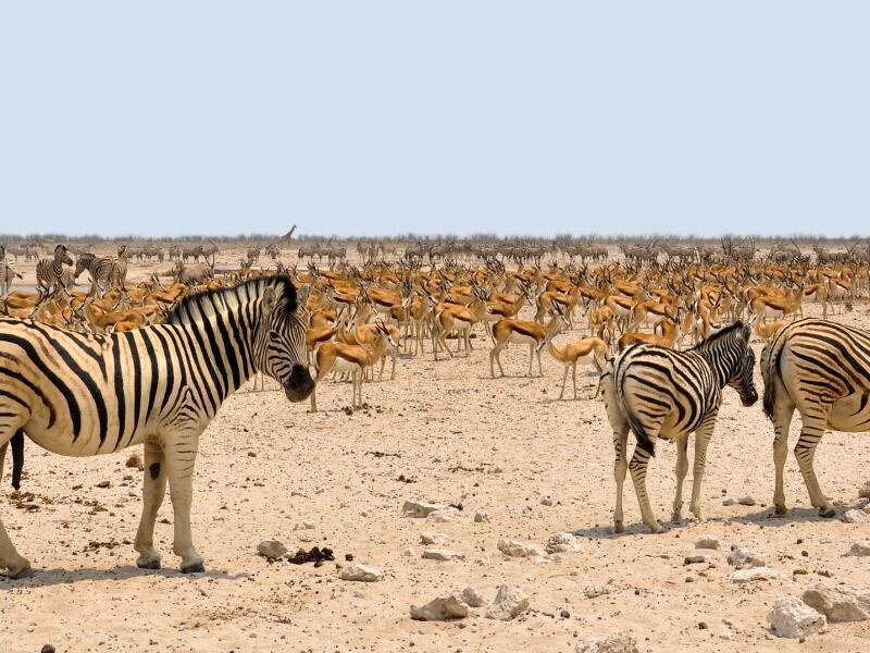 Circuit Grand Tour de Namibie 2*-3*-4* pas cher photo 3