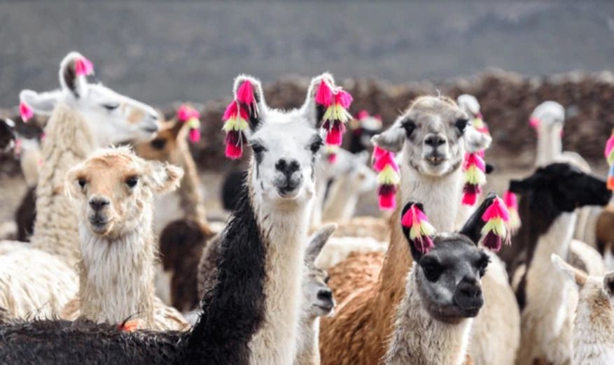 Circuit Privatif L'Eveil Inca et extension Amazonie 3* ou 4* pas cher photo 3