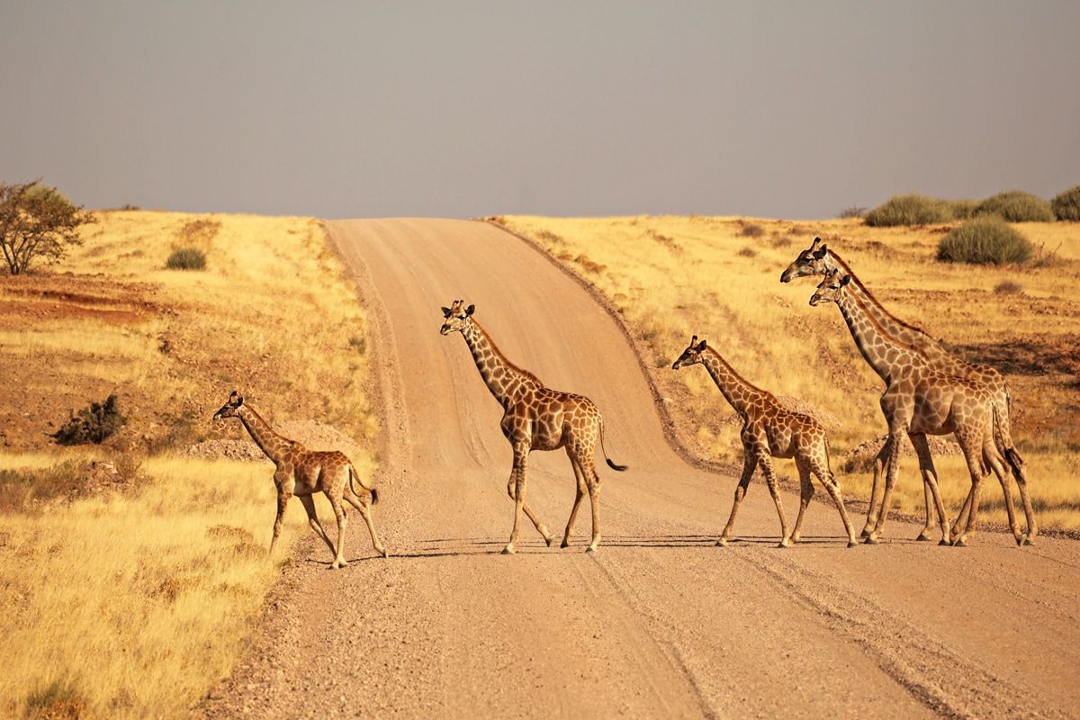 Circuit Pays Himba, Dunes et Réserves de Namibie 3* pas cher photo 2