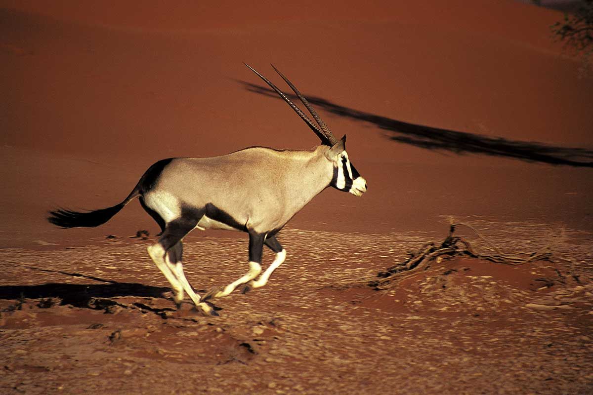 Circuit Visage de Namibie 2*-3* pas cher photo 10