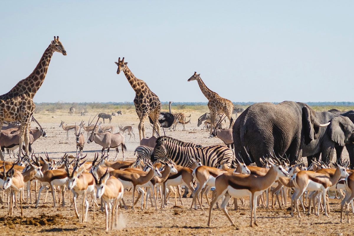 Circuit Visage de Namibie 2*-3* pas cher photo 16