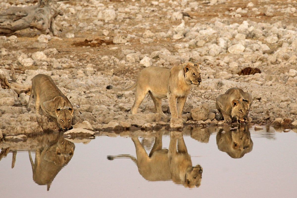 Circuit Visage de Namibie 2*-3* pas cher photo 18