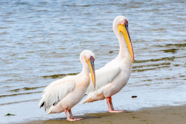 Circuit Du Désert du Namib aux Chutes Victoria 3* pas cher photo 19