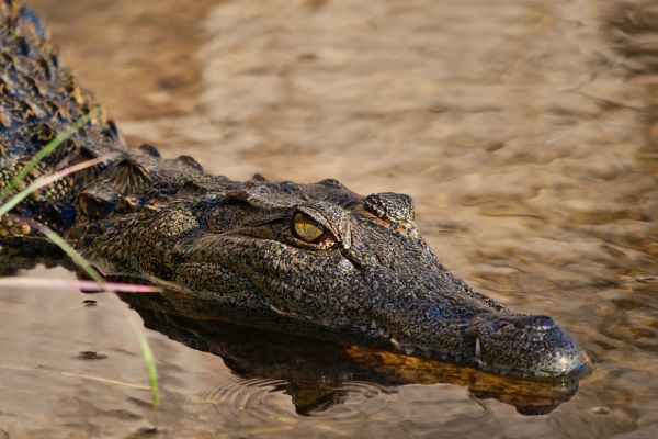 Circuit Du Désert du Namib aux Chutes Victoria 3* pas cher photo 1