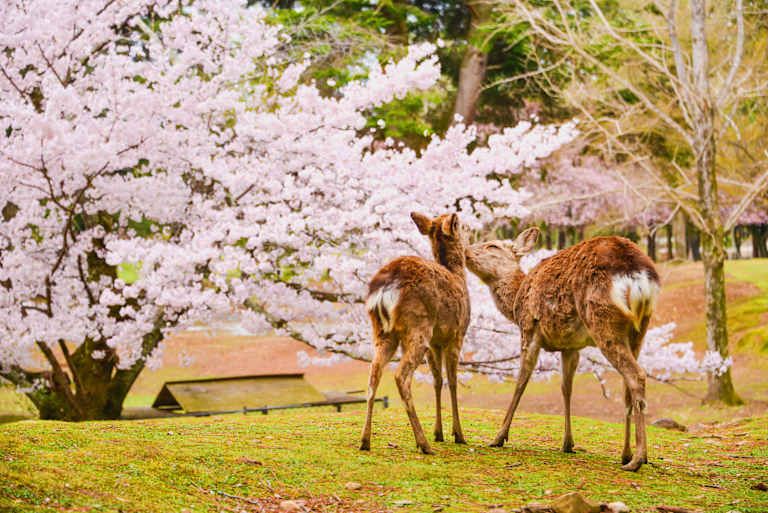 Circuit Les 3 Perles du Japon 3* pas cher photo 20