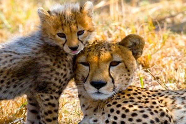 Combiné circuit et hôtel Palumbo Mnemba View Resort 4* avec 2 nuits au Parc de Selous pas cher photo 4