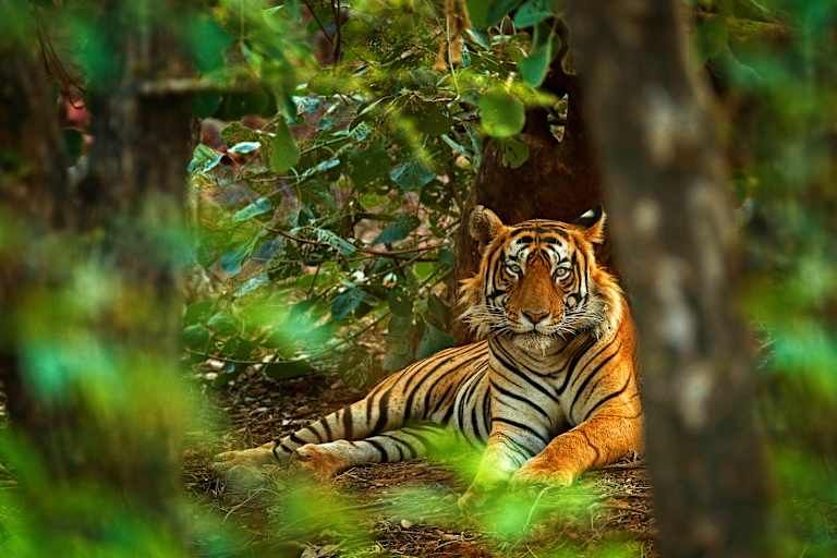 Circuit Nord de l'Inde et Safari dans le Parc National de Ranthambore 4*-5* pas cher photo 19