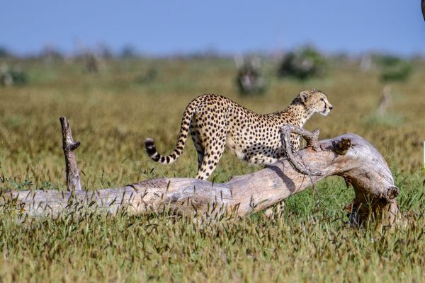 Combiné Soleil et Safari, Merveilles du Kenya en Familles pas cher photo 2
