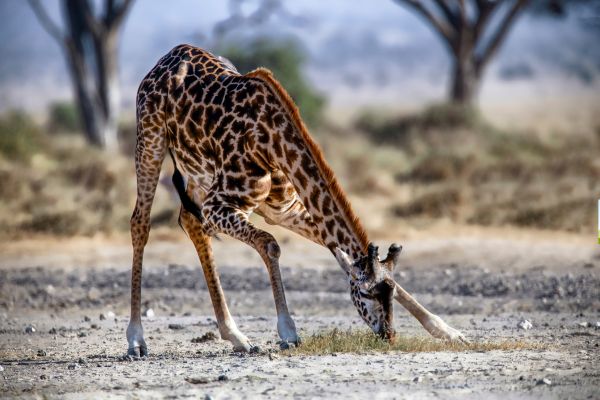 Combiné Soleil et Safari, Merveilles du Kenya en Familles pas cher photo 7