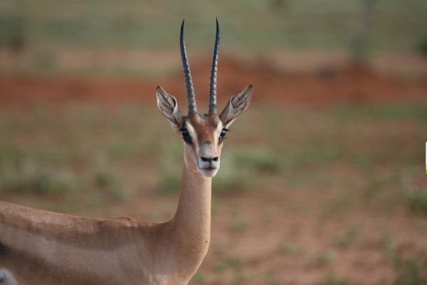 Combiné Soleil et Safari, Merveilles du Kenya en Familles pas cher photo 9