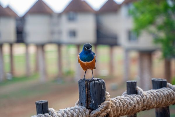 Combiné Soleil et Safari, Merveilles du Kenya en Familles pas cher photo 24
