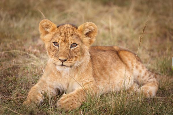 Combiné Soleil et Safari, Merveilles du Kenya en Familles pas cher photo 8