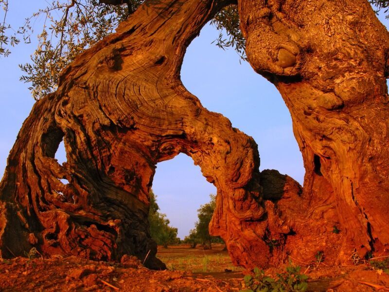 Autotour Les Pouilles Escales Bucoliques et Gourmandes 4* pas cher photo 8