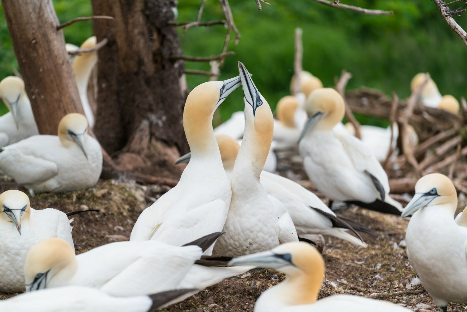 Autotour Du Québec à l'Acadie - 15J/13N pas cher