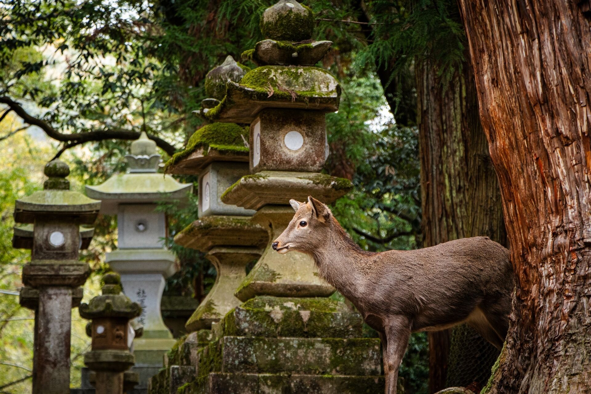 Circuit Individuel Le Japon Des Sensations 3* ou 4* pas cher photo 9