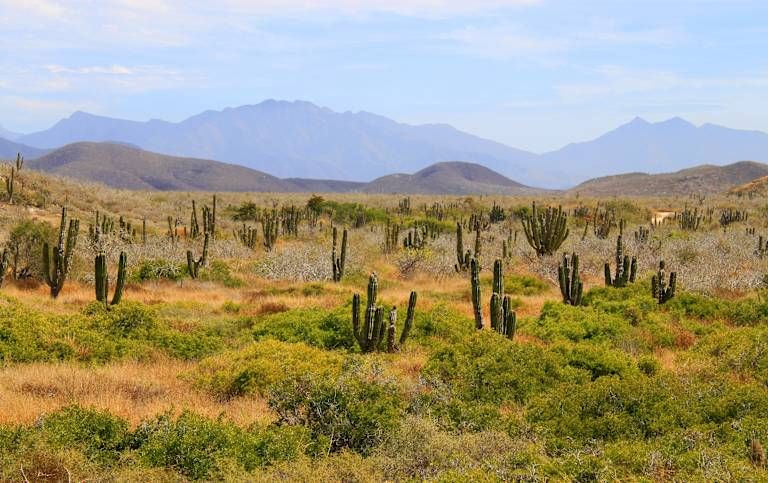 Autotour Basse Californie du Sud 3* pas cher photo 9