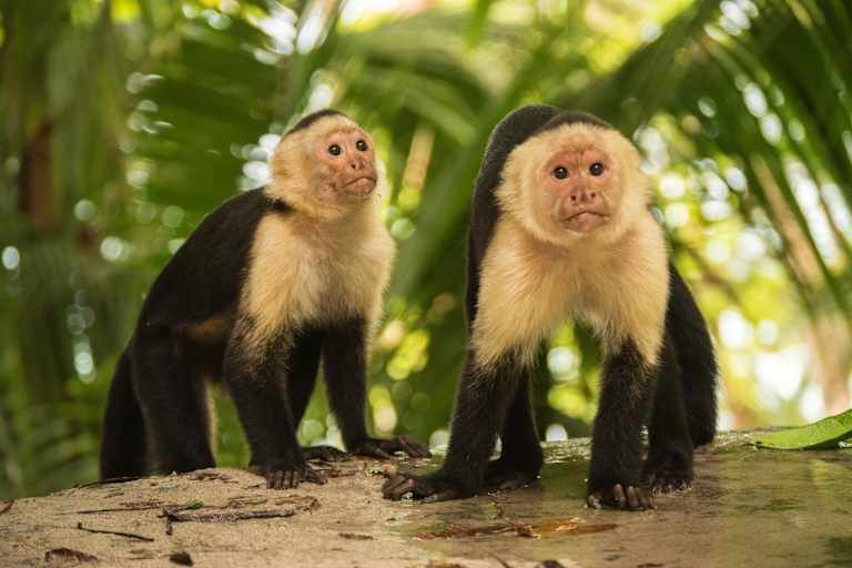 Circuit L'Essentiel du Costa Rica avec extension balnéaire à Punta Leona 3*-4* pas cher photo 12