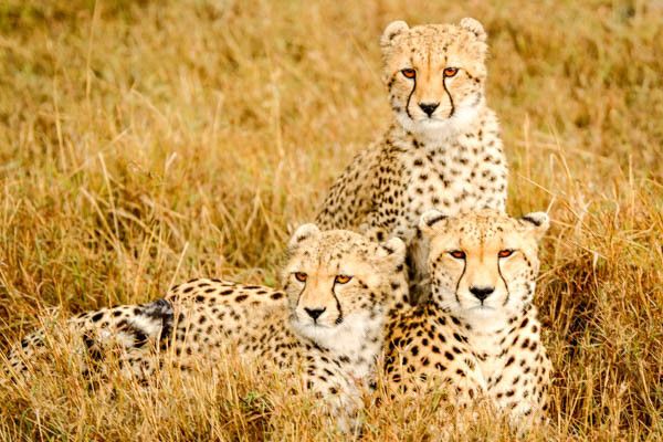 Combiné circuit et hôtel Diamonds Malindi 5* avec1 nuit safari Tsavo Est pas cher photo 7