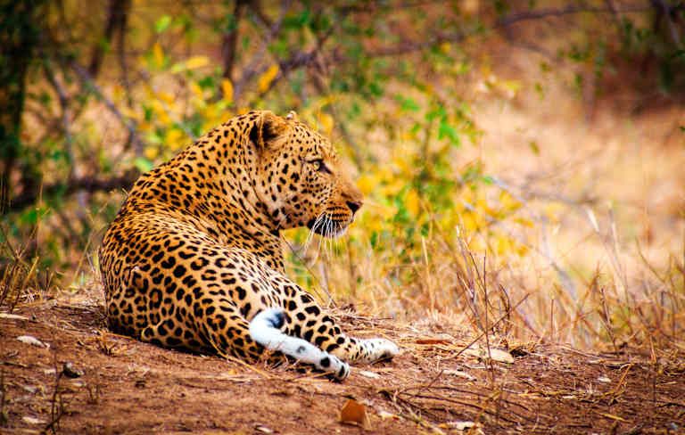 Combiné Hôtel Leopard Beach Resort 5* et Safari Eléphants Rouges pas cher photo 5