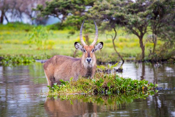 Combiné circuit et hôtel Diamonds Malindi 5* avec 3 nuits safari Tsavo Est/Ouest et Amboseli pas cher photo 4