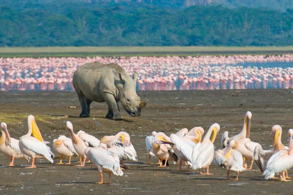 Combiné circuit et hôtel Diamonds Malindi 5* avec 3 nuits safari Tsavo Est/Ouest et Amboseli pas cher photo 8
