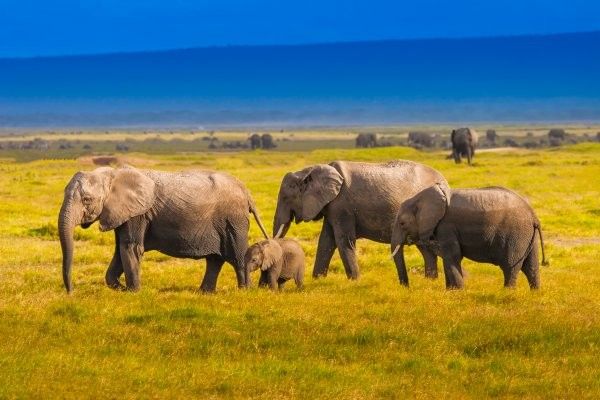 Combiné circuit et hôtel Diamonds Malindi 5* avec 3 nuits safari Tsavo Est/Ouest et Amboseli pas cher photo 7