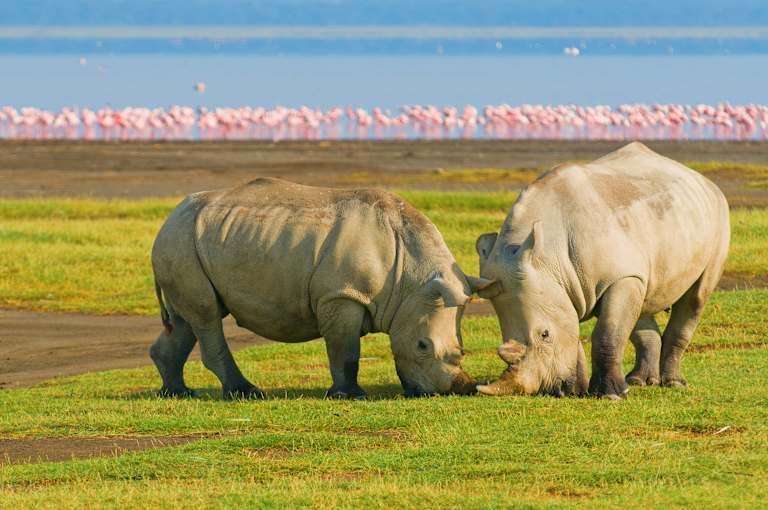 Combiné Amboseli et Masai Mara 4* pas cher photo 11