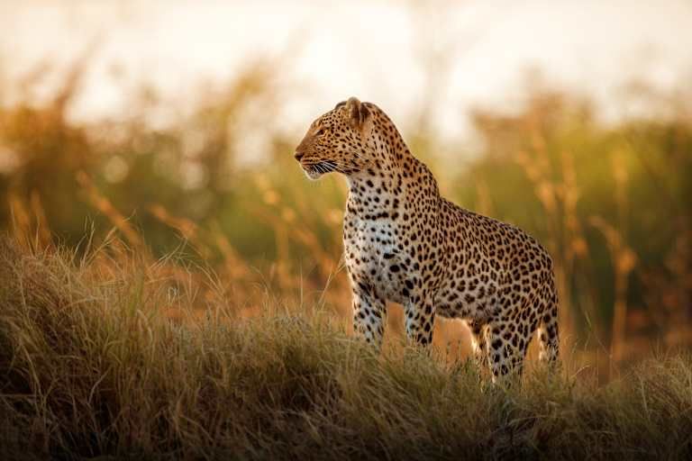 Combiné Amboseli et Masai Mara 4* pas cher photo 21